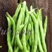 Contender Bush Bean Seeds - 1 Lb - Non-GMO, Heirloom - Also Called Buff Valentine - Vegetable Garden Seeds   565417771